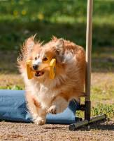 Altairs Vision Denali