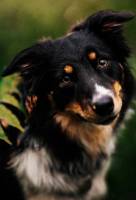 Ressi Faithful Companion