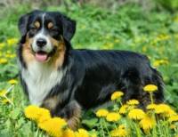 AVE DINORNIS WARLOK OF DREAMS