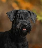 Klassik-Allert Katana