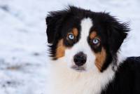 CHELSI DZON CIN LUNG IOSHI