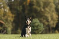 Brilliant Blik Marvelous