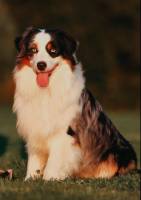 AVE DINORNIS VI ET ARMIS