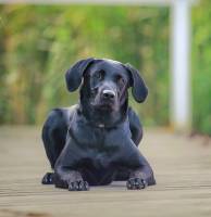 ДЕМИ ГЛАФИРА МУР