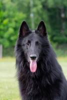 Жемчуг Севера Шайдар (Г)