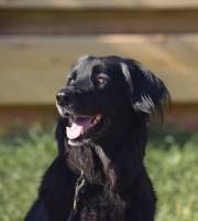 Jasmine Vom Klinov Hof