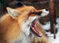 Глухова Алена